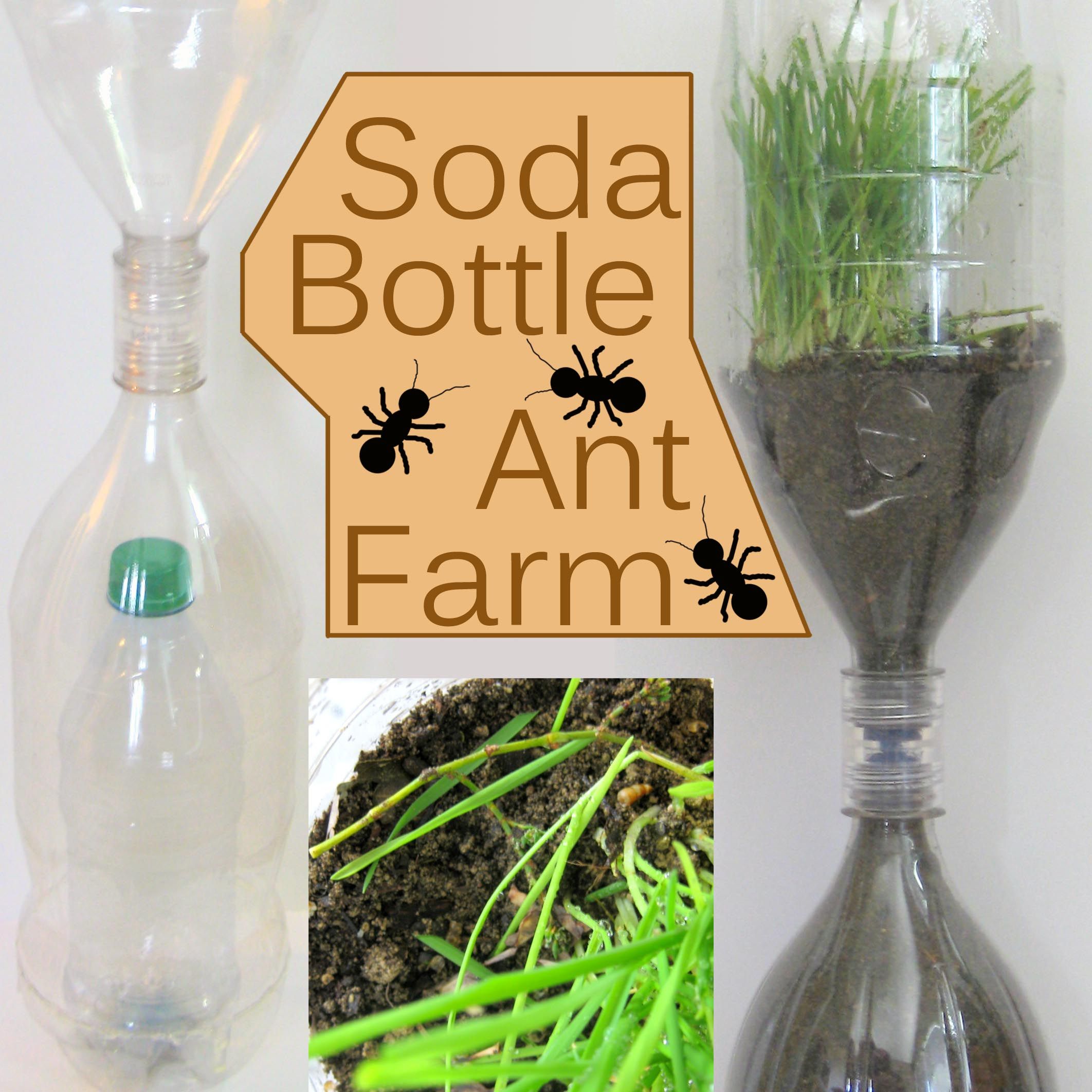 Soda Bottle Ant Farm : 10 Steps (with Pictures) - Instructables