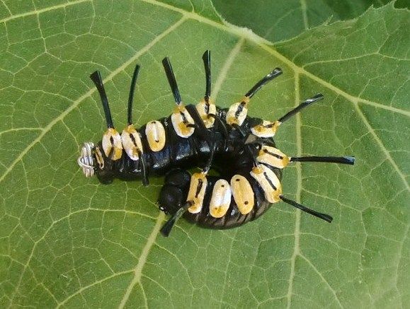 CaterpillarArts
