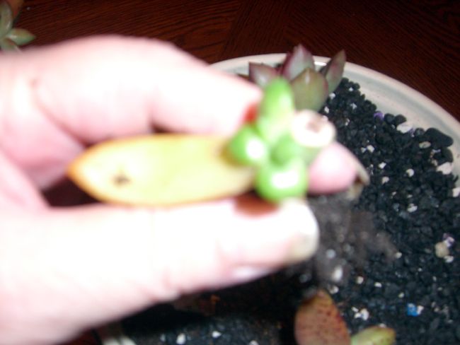 dracaena jade jewel plant Dracaena Jade Jewel for Sale