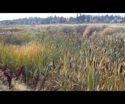 Gathering and Cooking With Cat Tail Pollen