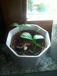 Sprout It