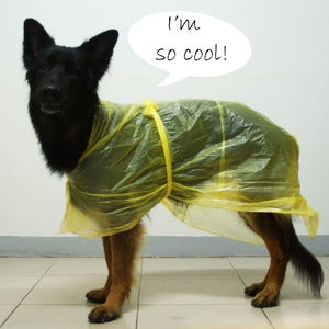 Raincoat for Your Dog!
