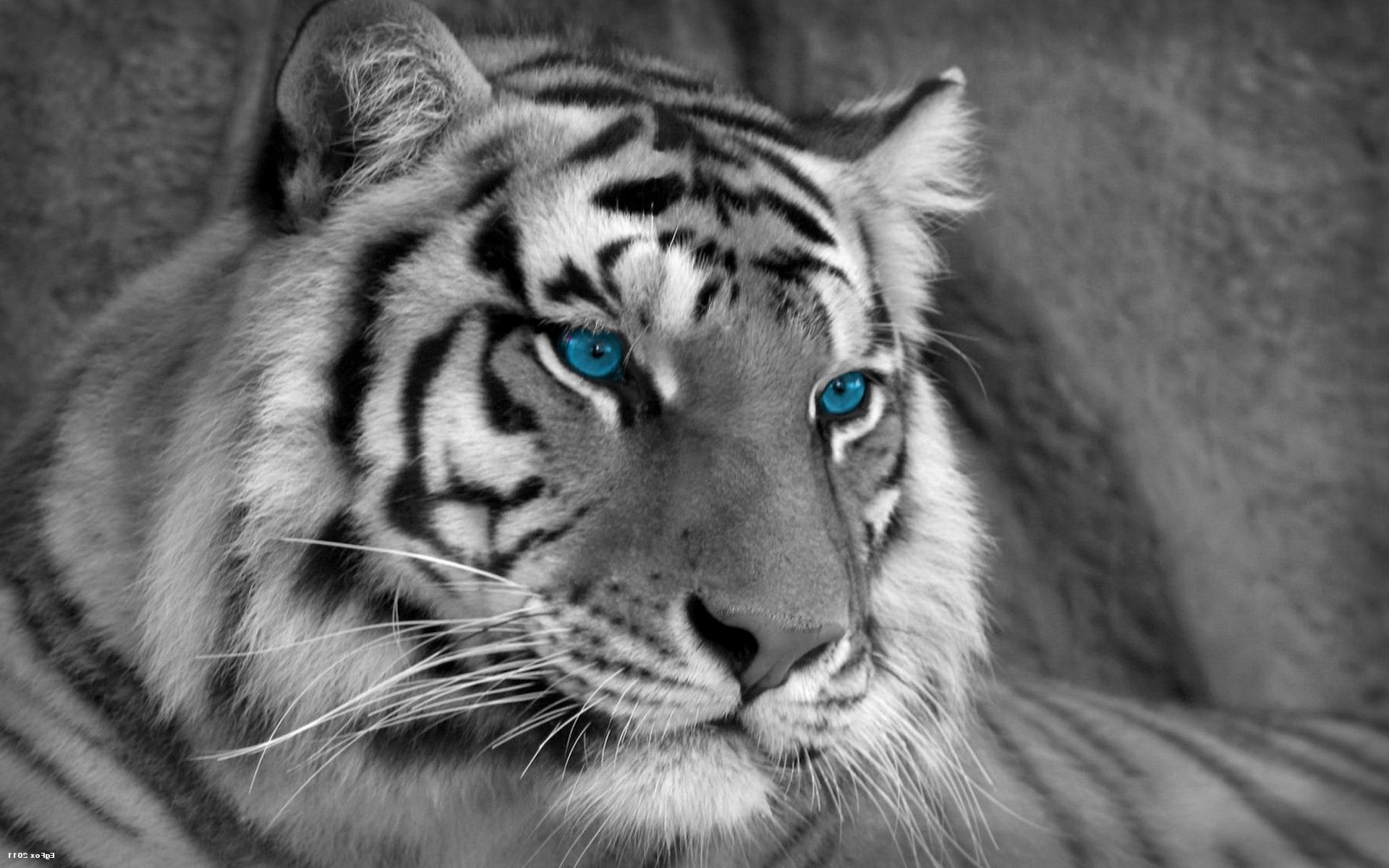 Merk the Tiger