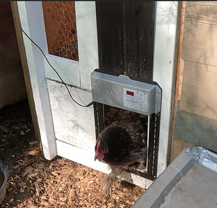The Chicken Door