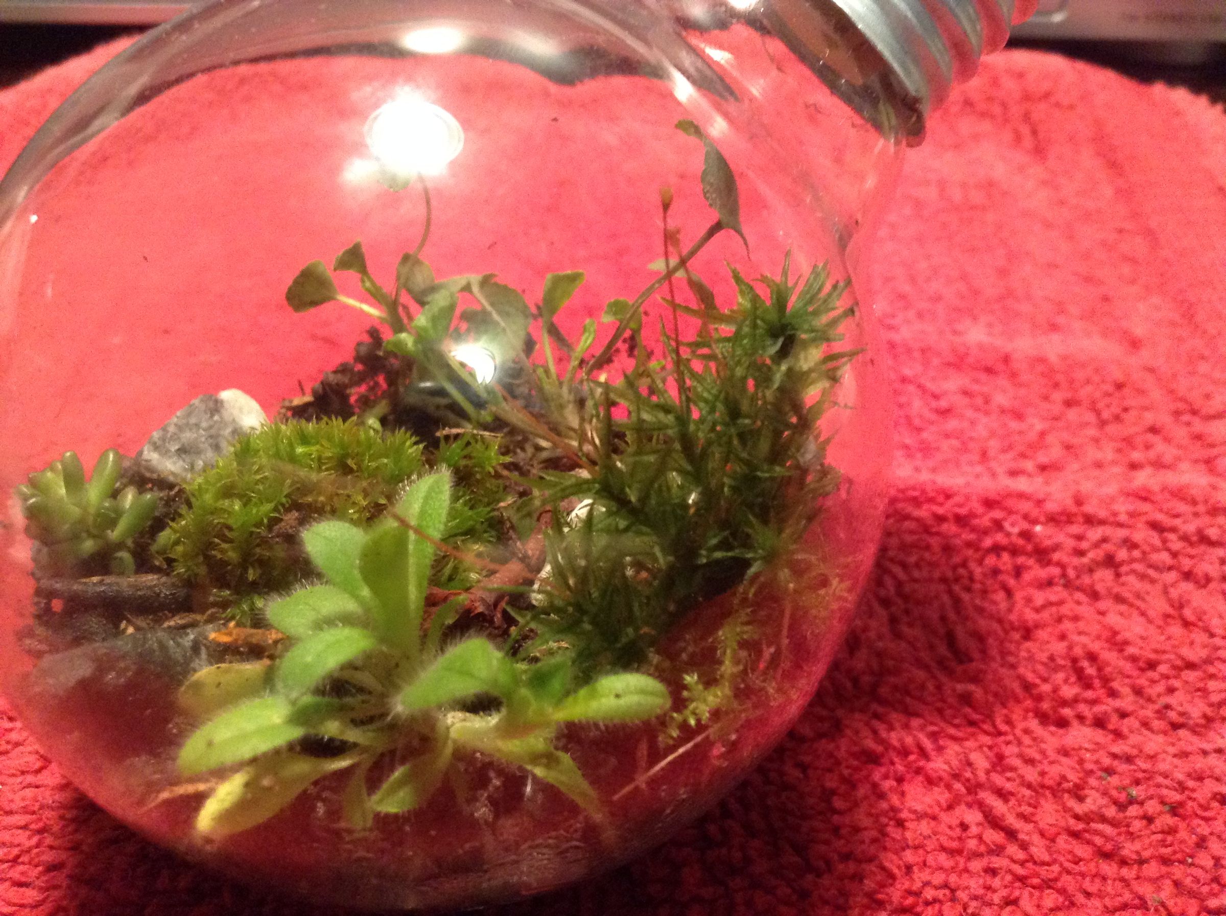 How to Make a Light Bulb Terrarium 6 Steps (with Pictures