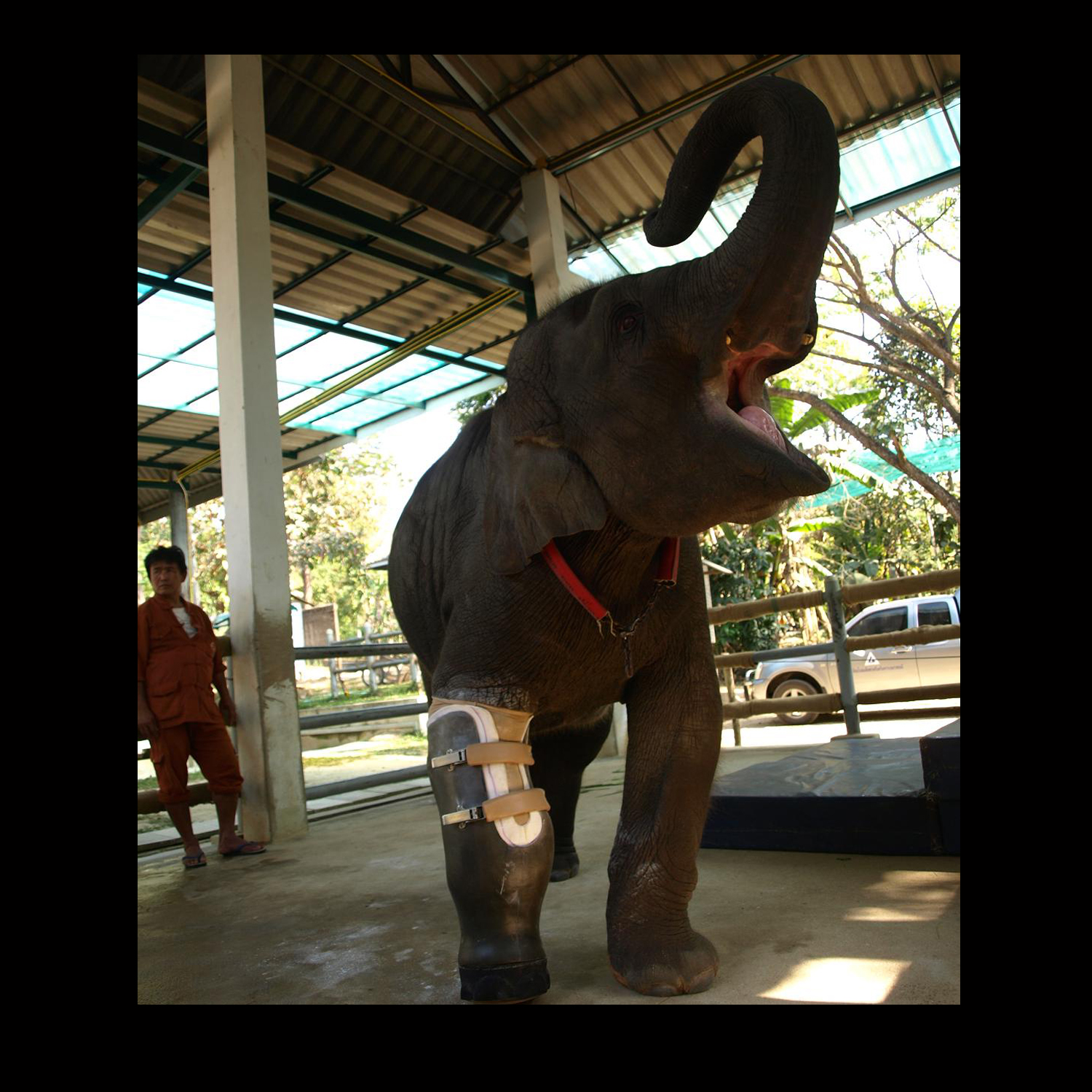 Prosthesis for Elephant Injured by a Landmine