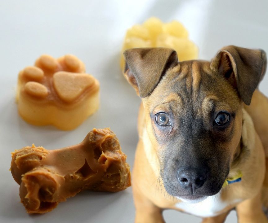 Puppy Popsicles and Dog Kong Treats