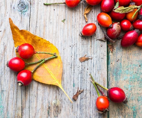Rose Hips for the Autumn Winter Home Apothecary 