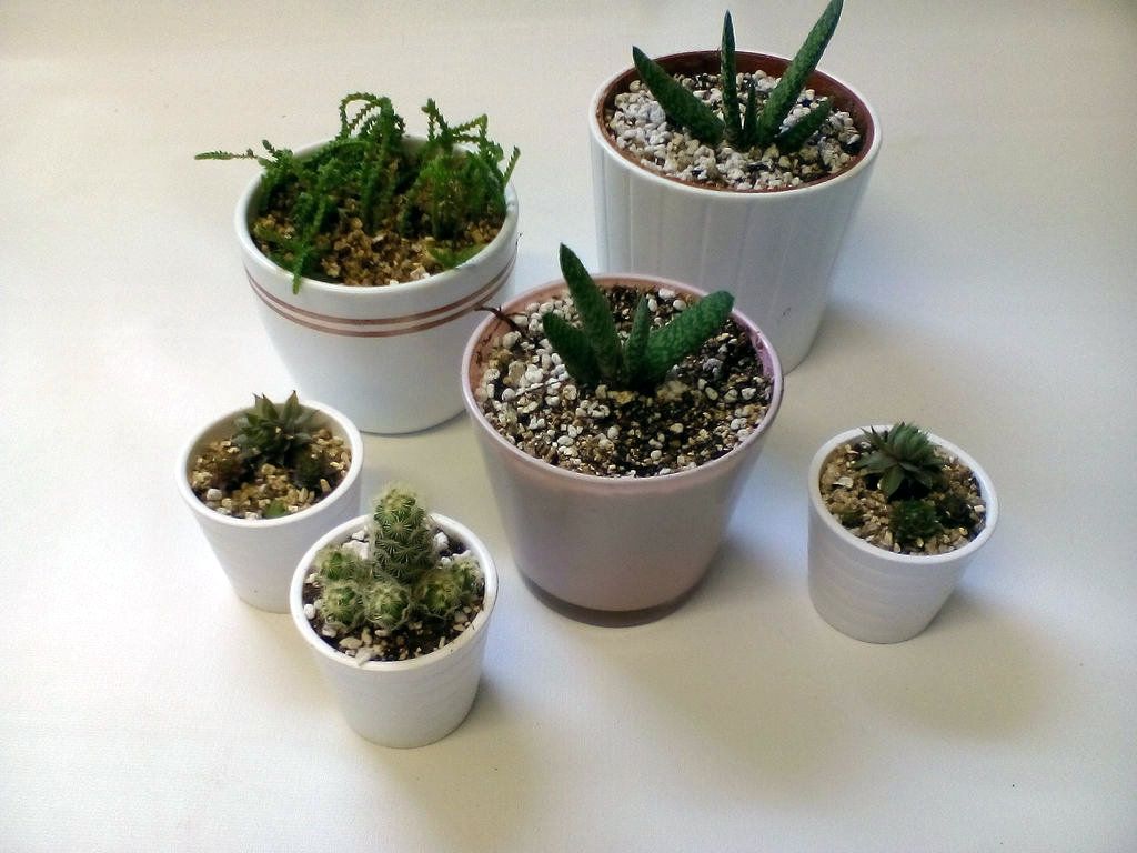 How to Propagate Succulents : 6 Steps (with Pictures) - Instructables