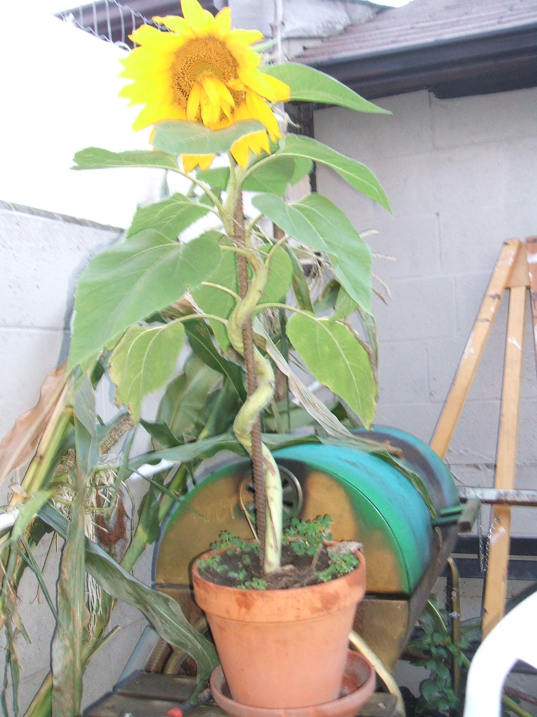 Twisted Sunflowers