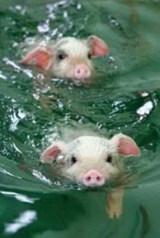 Piggys!