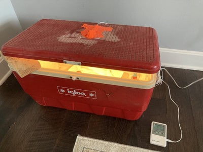 Bird Incubator