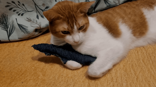 Giving Catnip Crinkle Fish to Cat