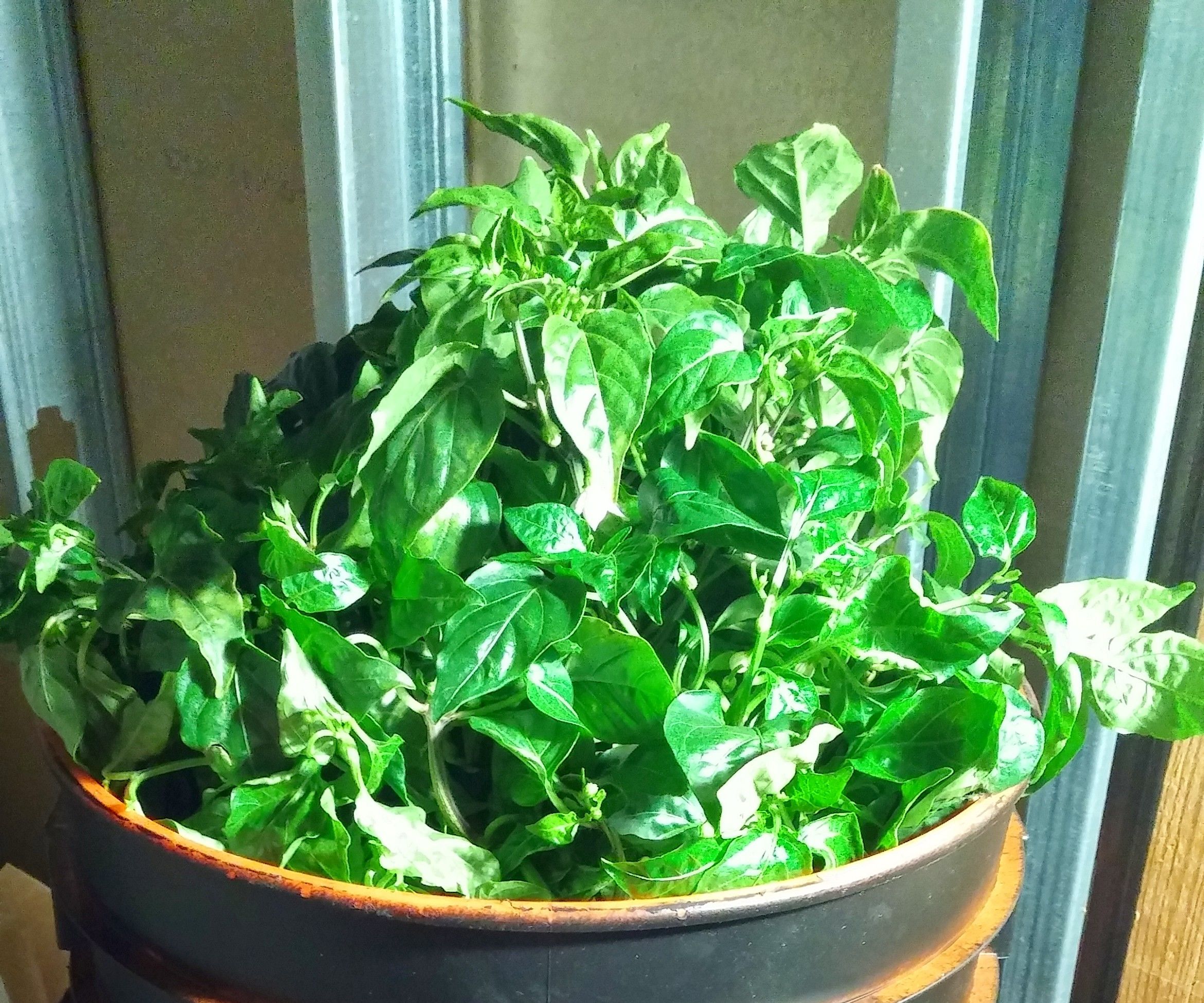 Portable Deep Water Hydroponics (With Lights!)