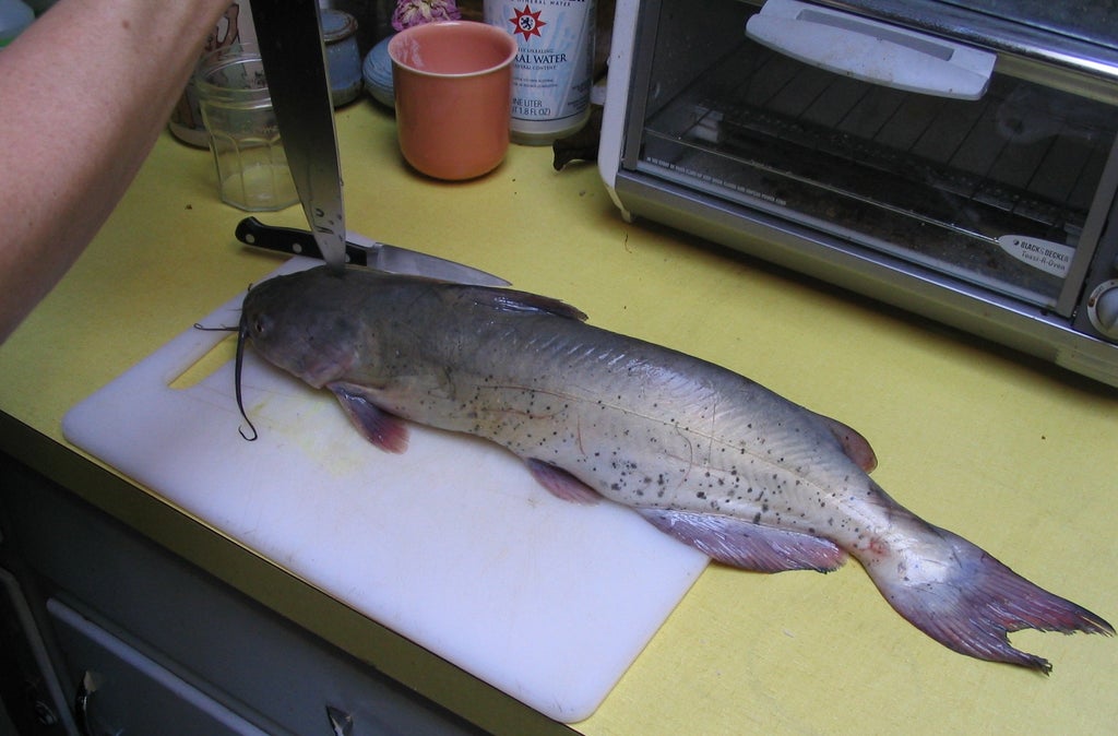 How to Humanely Kill a Catfish