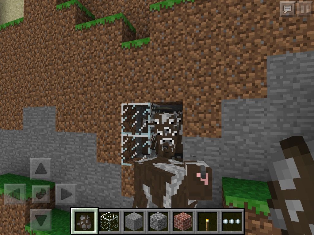 Funny Things To Do With Animals