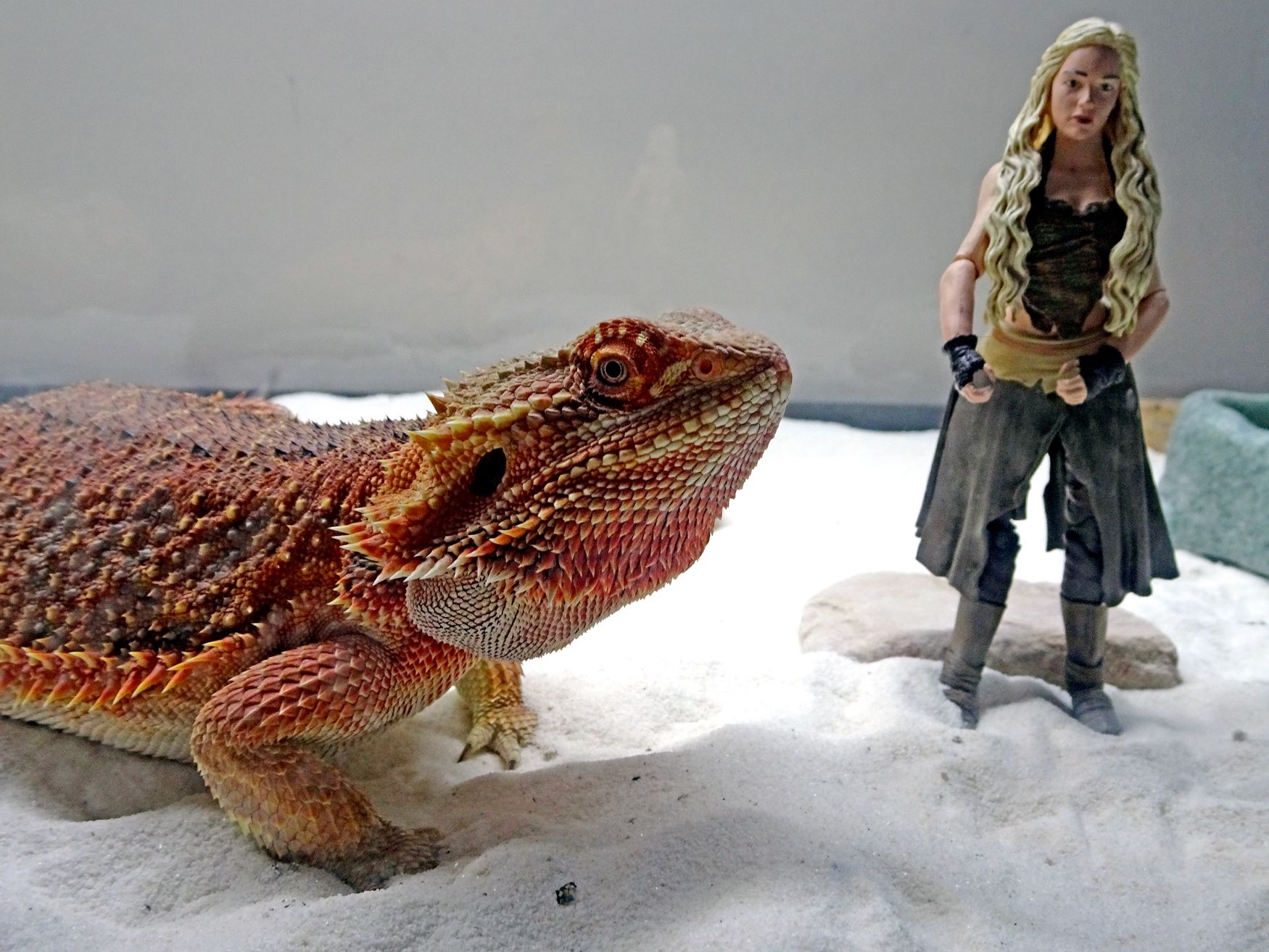 Easy Dragon Costume for Your Beardie! 5 Steps (with Pictures