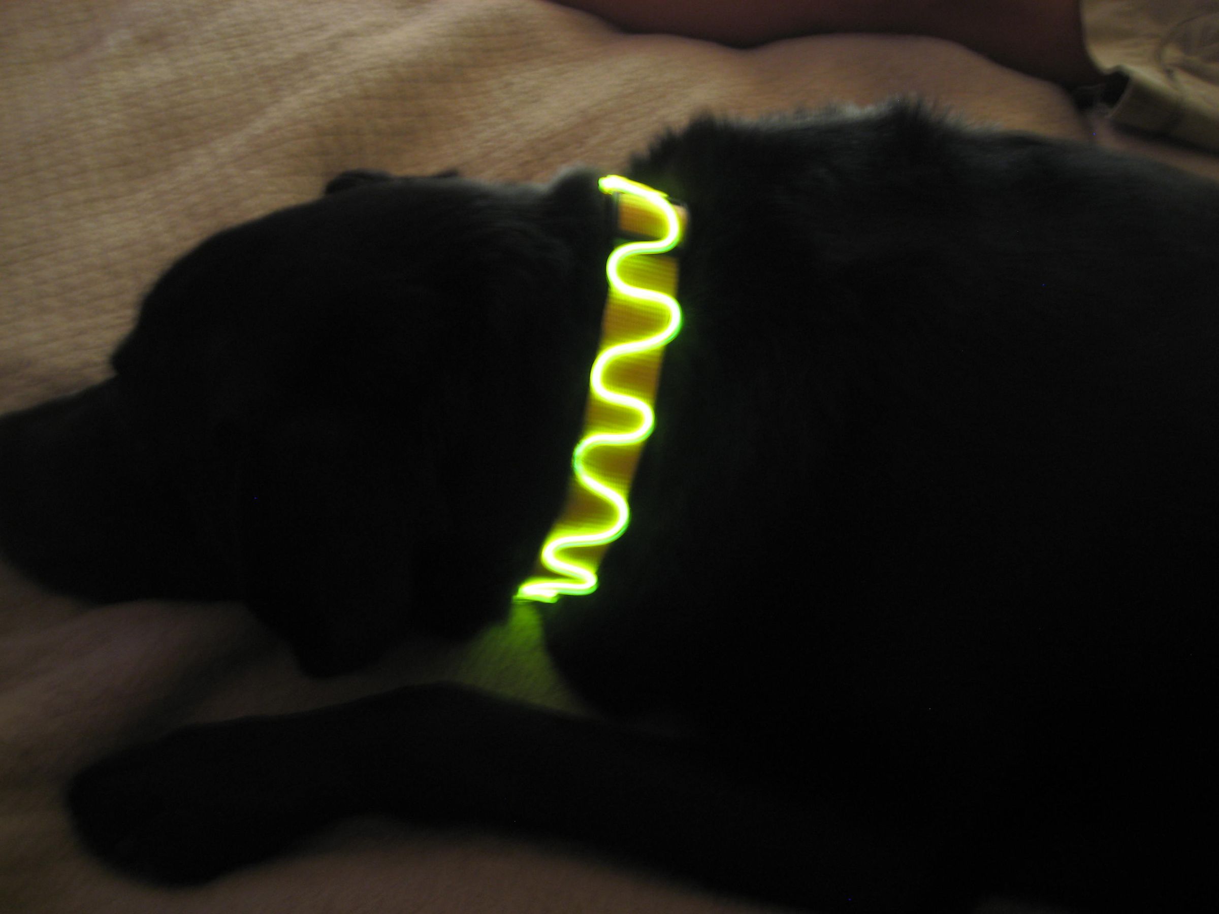 El Wire Dog Collar & Leash!