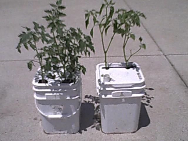 How to Make a Single-Bucket Self-Water Regulated Vegatable Planter