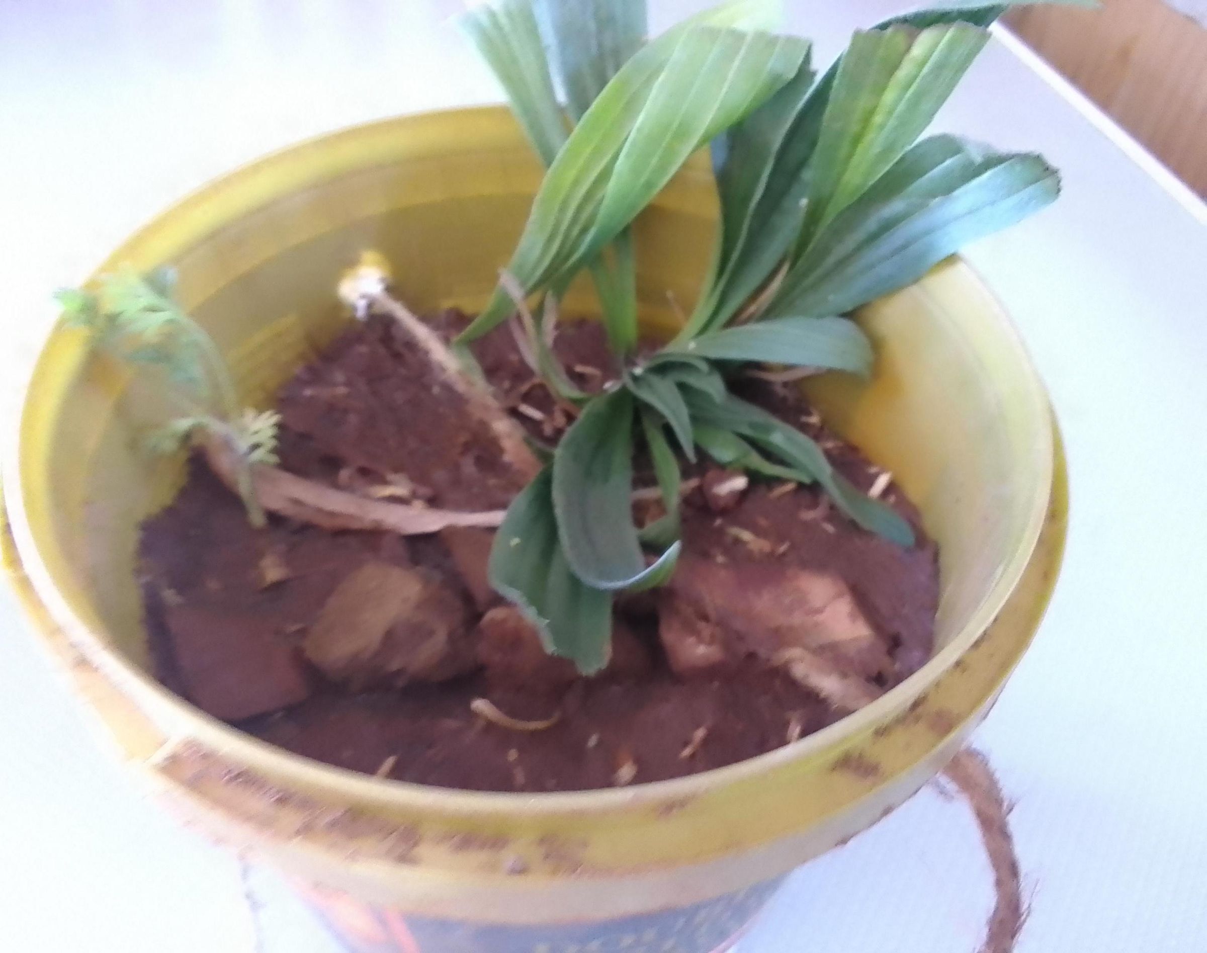 How to Make a Hanging Planter (with a Yogurt Container)
