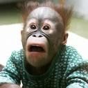 Orangutanlibrarian