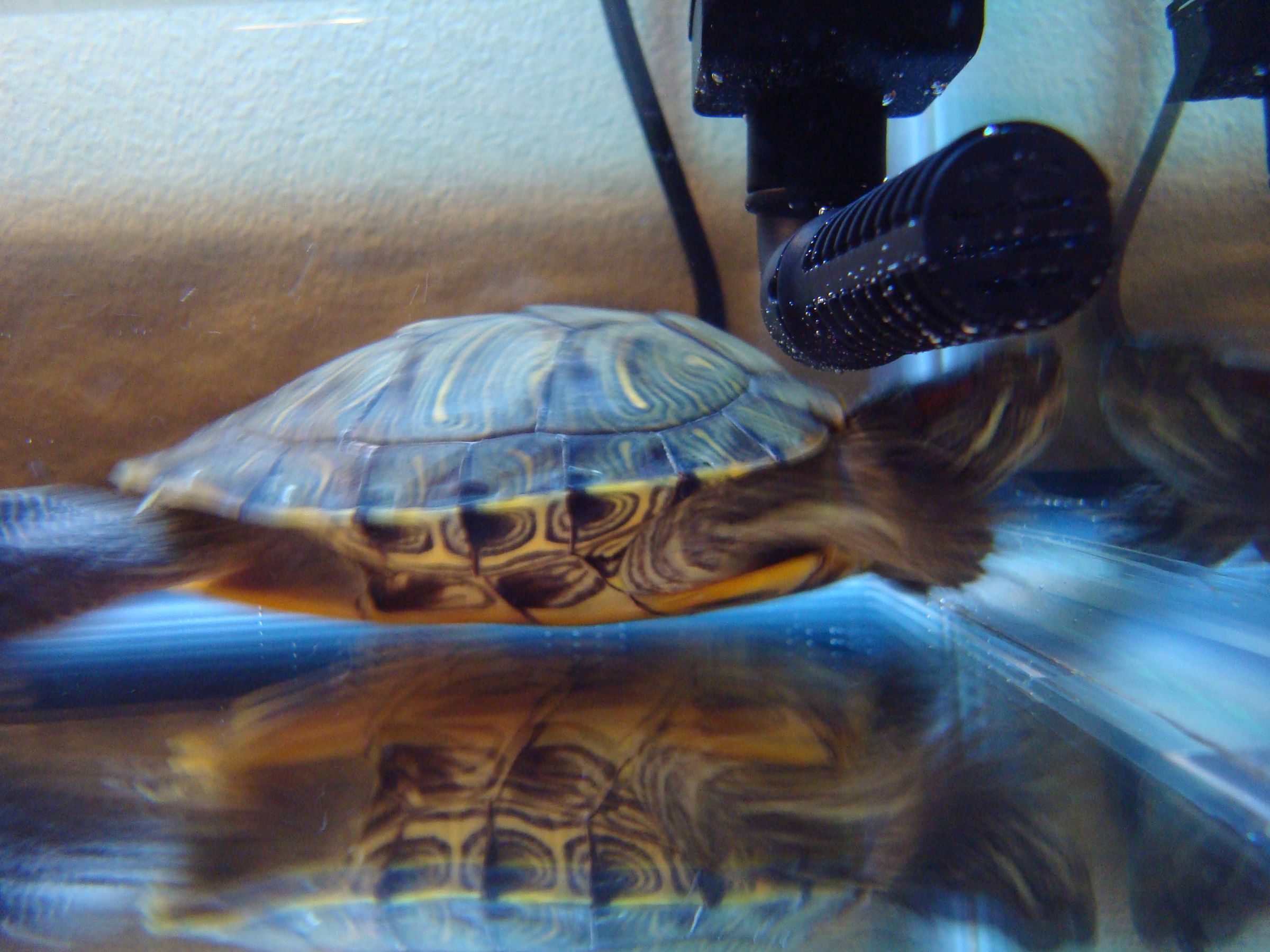 I LIKE TURTLES