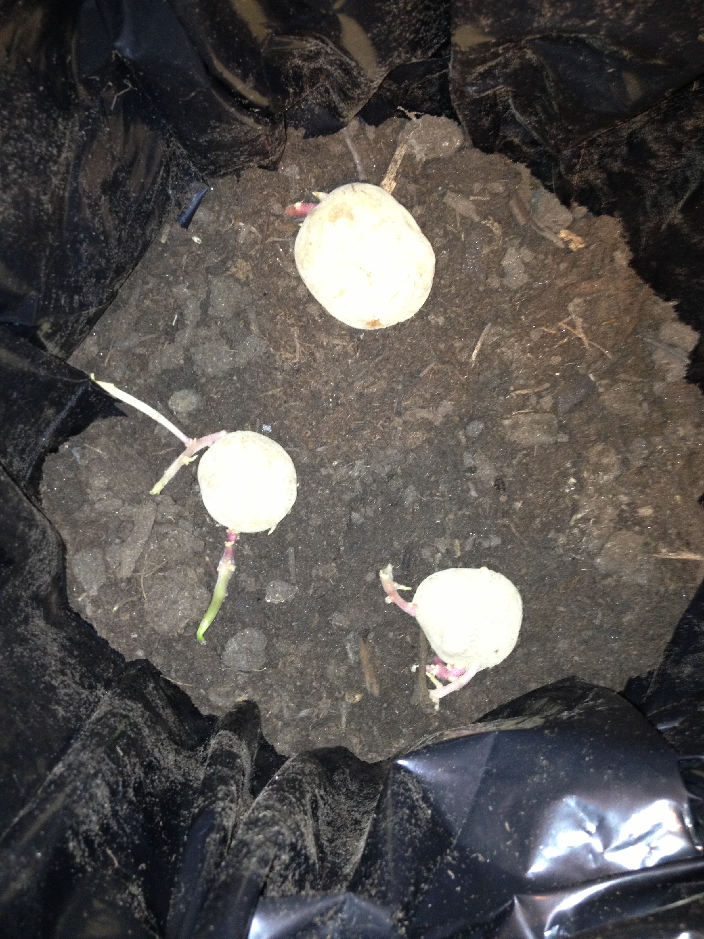 Grow Potatoes in a 5 Gallon Bucket 8 Steps Instructables