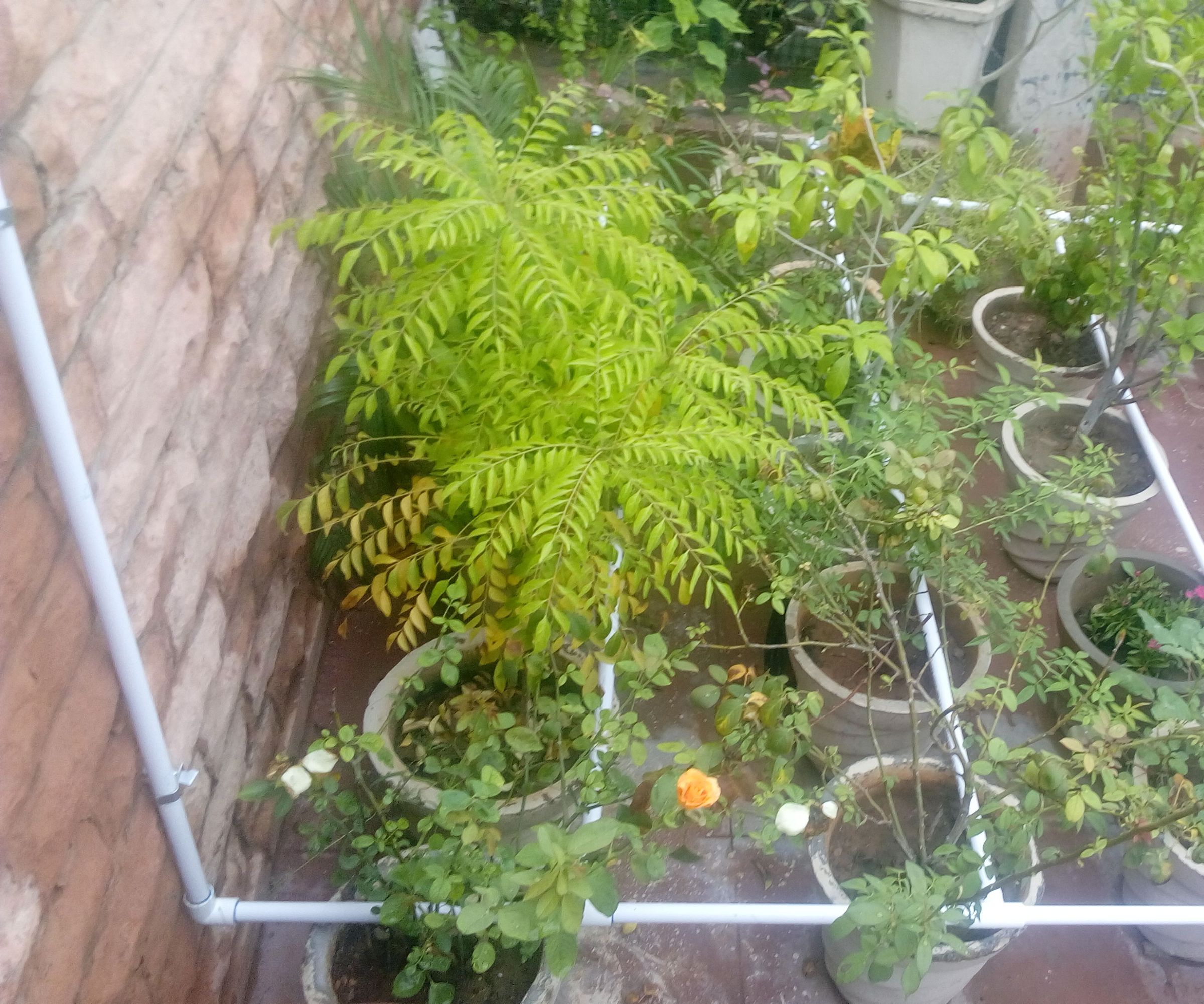 plantation project
