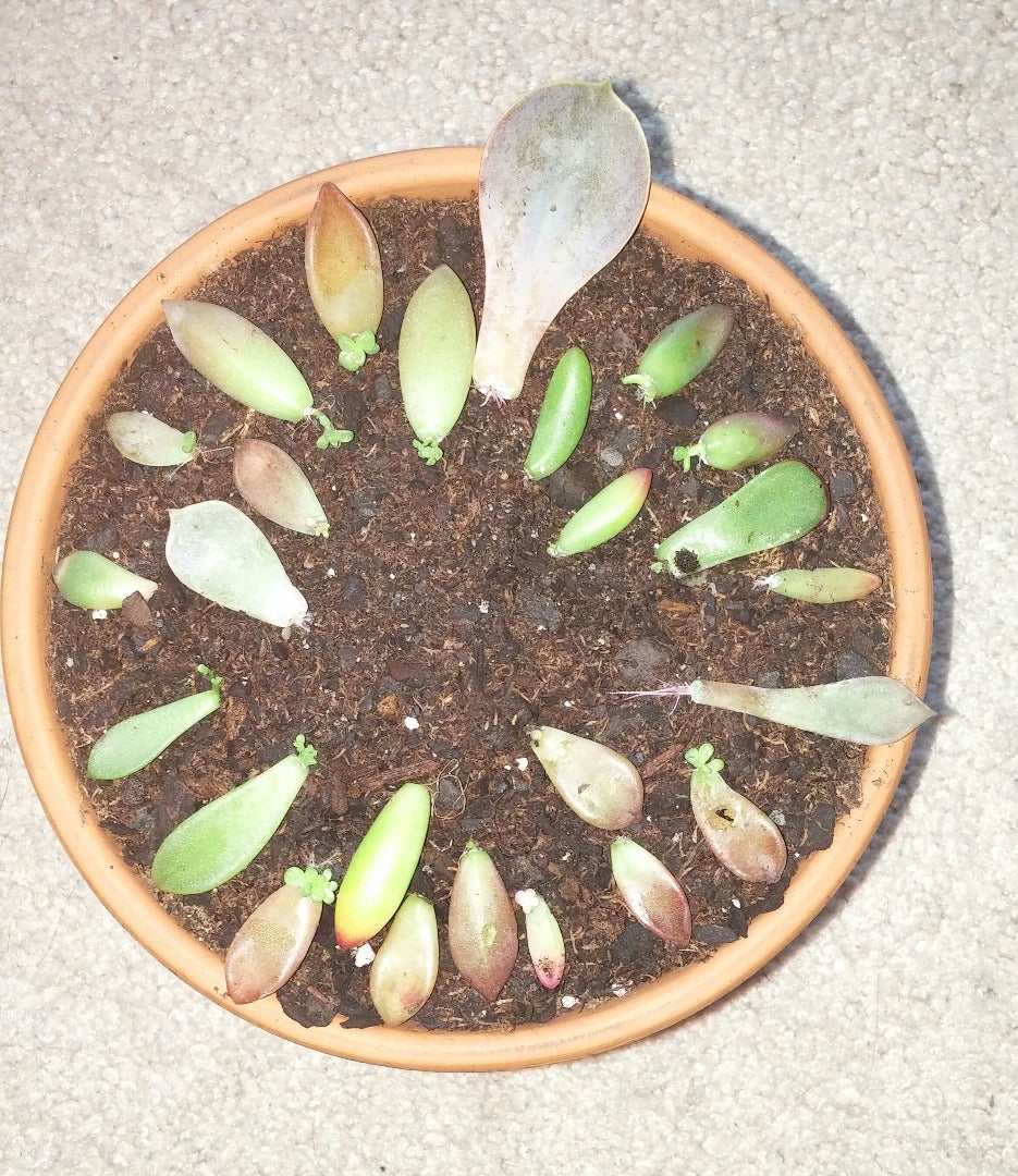 How to QUICKLY Root/Propagate Succulents From Leaves
