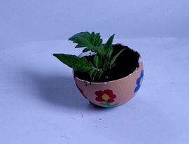 Make an Egg Plant : 9 Steps (with Pictures) - Instructables