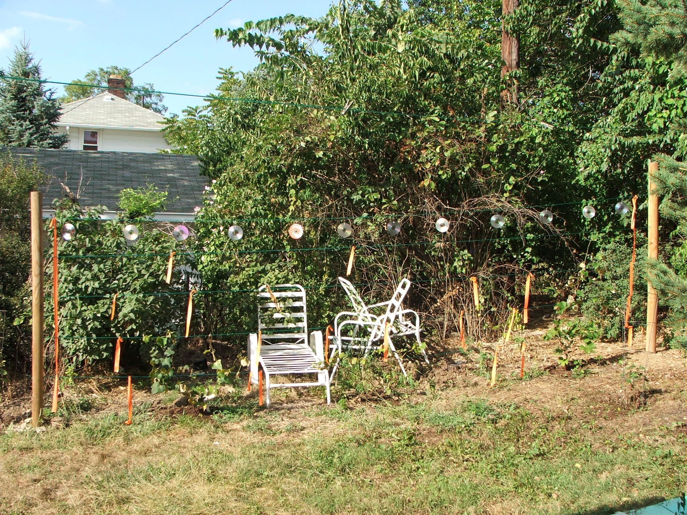 Scare Birds From Garden