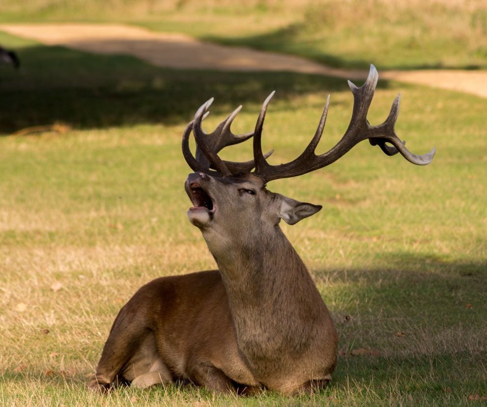Deer Repellent Bags