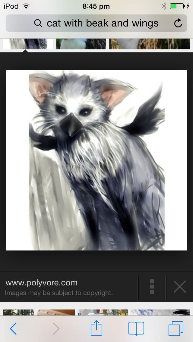 Make Your Cat Into a Bird!