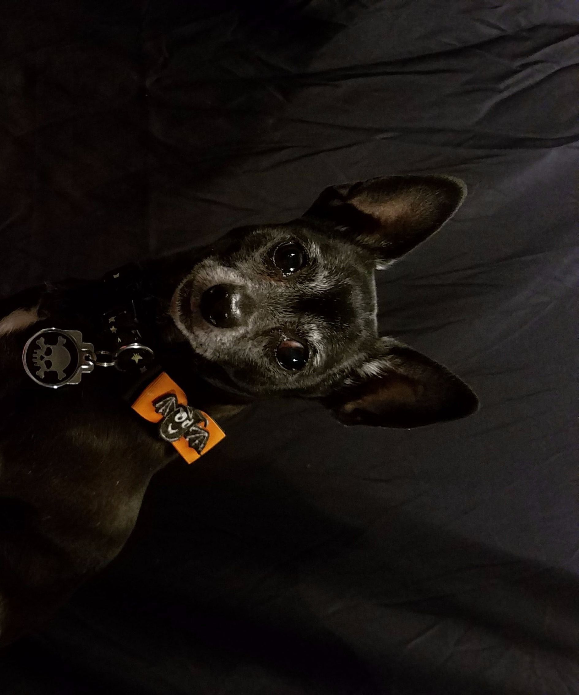 Pumpkin and Applesauce Puppycake (dog Friendly)