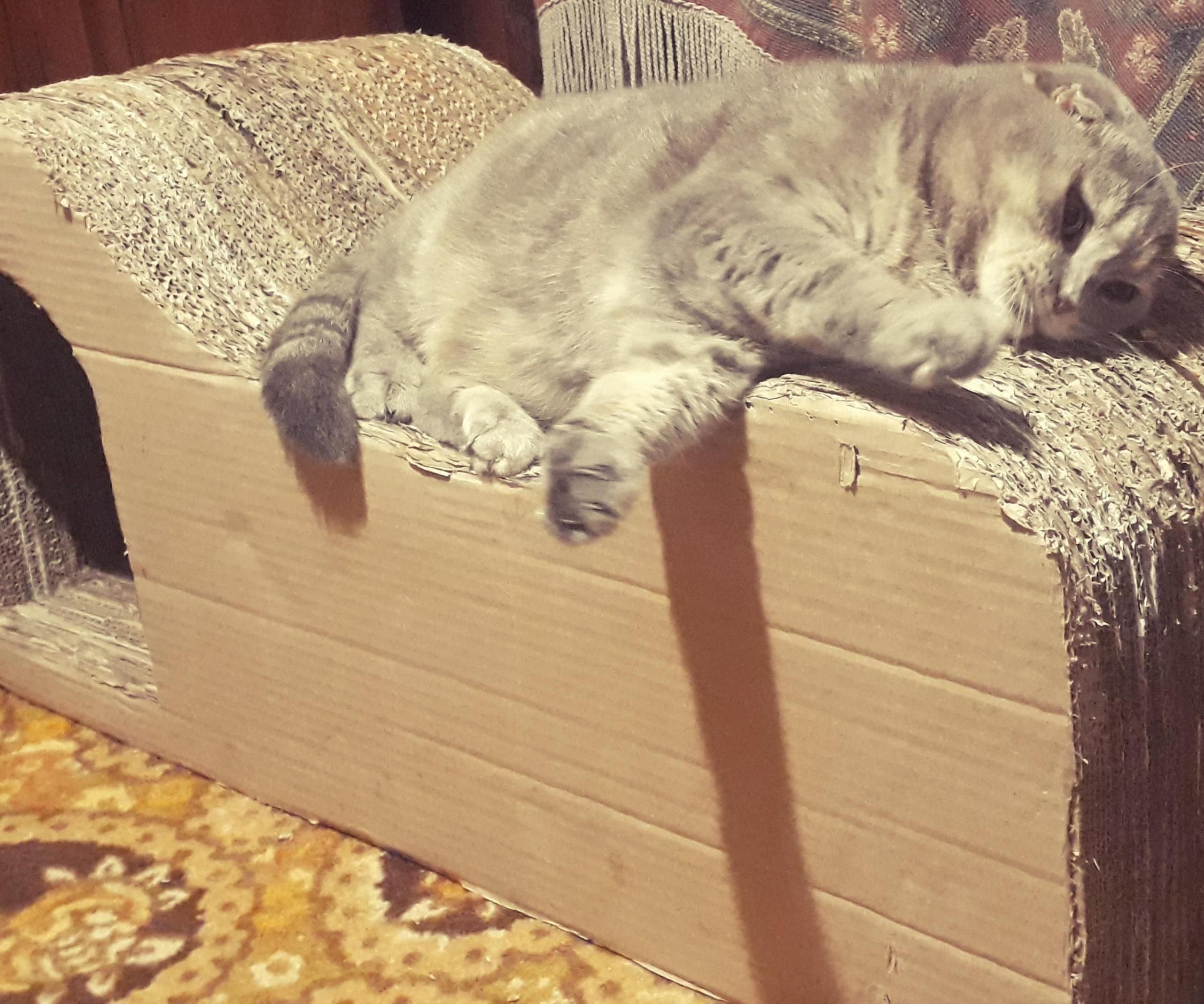 Картонный Домик-когтеточка Для Игр И Сна Вашего Кота