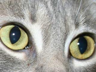 DIY Macro Len for $2 in 2 Mins - With Video Instruction