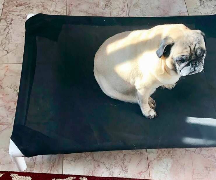 Re-purposed Trampoline Doggie Bed 