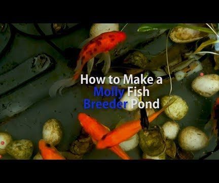 Breeder Pond for Pregnant Molly