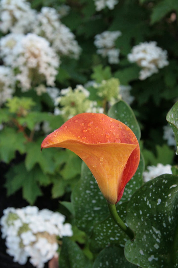 Picture-Perfect Gardens