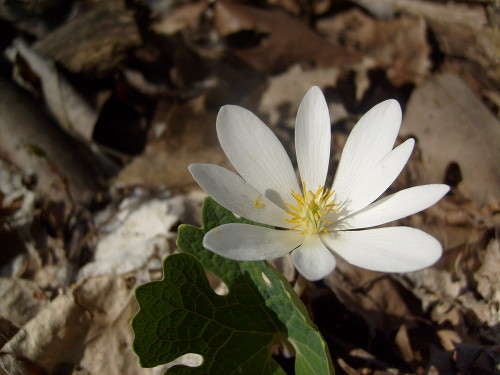 Collection Cover Image: Mother's Day