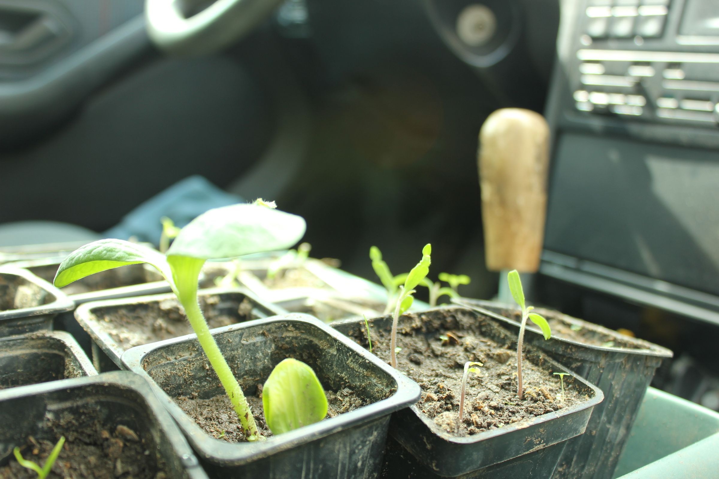 Car Greenhouse Growing Food, Extending the Season and Succeeding With