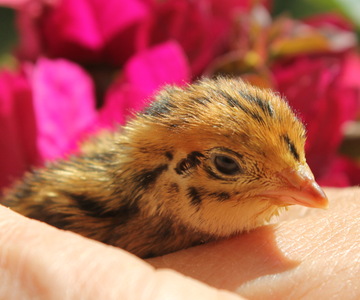 Emergency Intensive Care Unit for Baby Quail Chicks or Other Small Pets