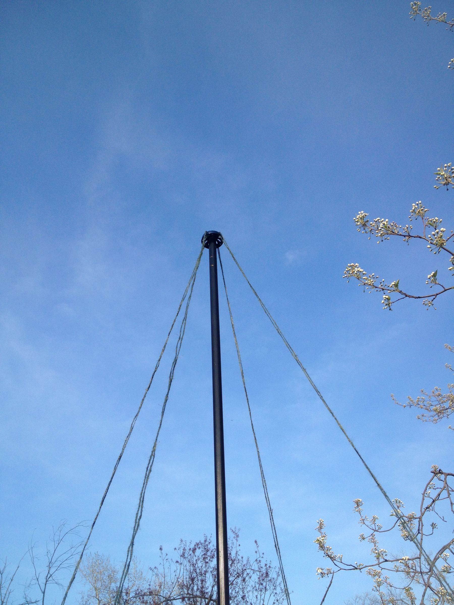 Hop Trellis from old extending Pool Skimmer Pole