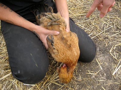 how do you clip chicken wings