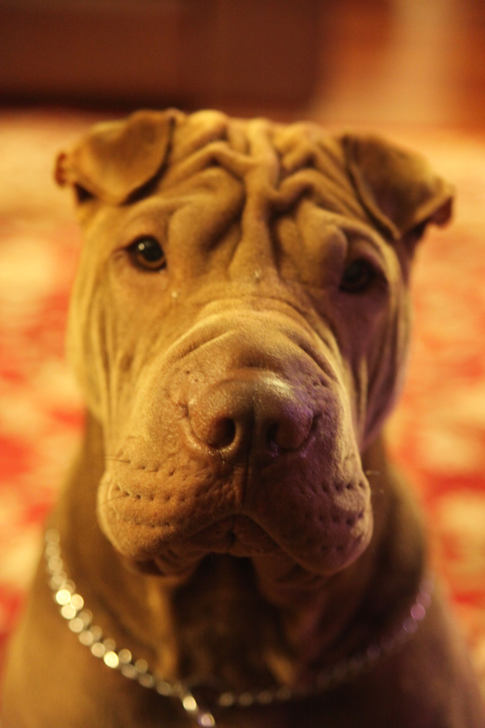 Inexpensive Doggie Ramp (with Pictures) Instructables