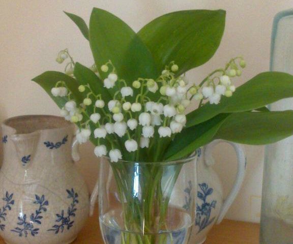 How to Find and Share (wild) Lily of the Valley