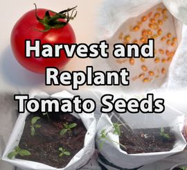 How to Harvest and Replant Tomato Seeds : 6 Steps (with Pictures) -  Instructables