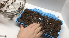 Start Seeds in an Egg Carton : 6 Steps - Instructables