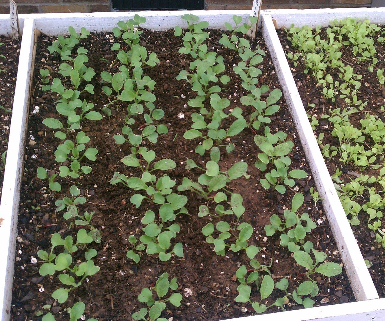 Salad Table - for the Urban Gardner