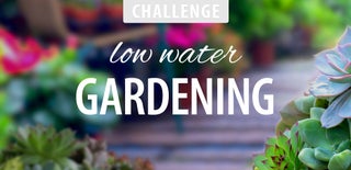 Low Water Gardening Challenge 2016